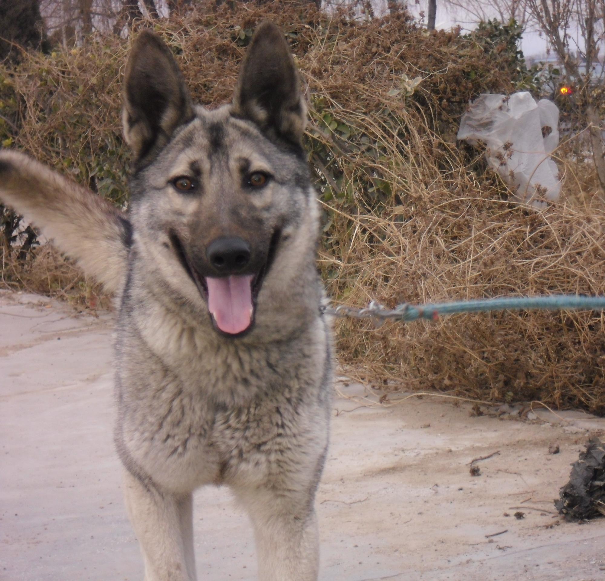 日本狼青犬