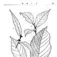 薄葉杜莖山 薄葉杜莖山