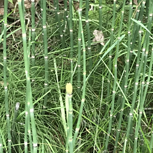 Equisetum hyemale