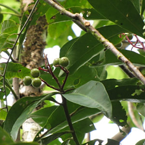 Tapeinosperma robustum