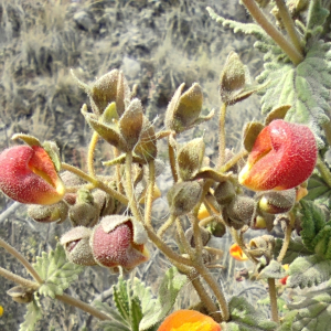 Calceolaria pisacomensis