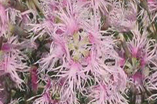 Dianthus \x27Rainbow Loveliness\x27