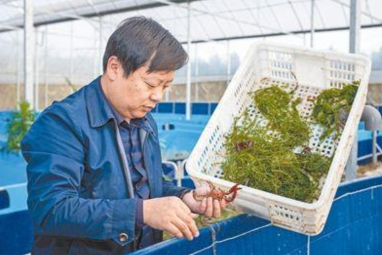 張思洋(南京簡諾種植專業合作社負責人) 張思洋(南京簡諾種植專業合作社負責人)