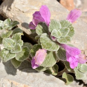 Eriophyton anomalum