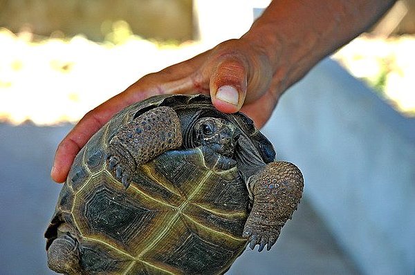 塞席爾象龜--幼龜