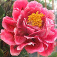 花牡丹(花牡丹(仙人掌科)) 花牡丹(花牡丹(仙人掌科))