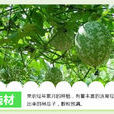 長興吊瓜 長興吊瓜