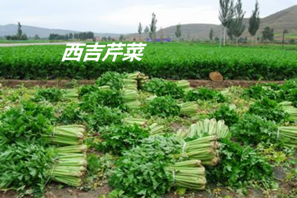 西吉芹菜 西吉芹菜