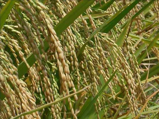 水稻制種