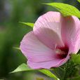 芙蓉葵(草芙蓉) 芙蓉葵(草芙蓉)