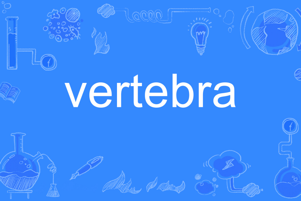 vertebra