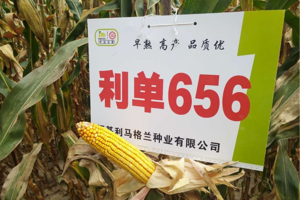 利單656 利單656