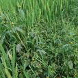 狼拔草 狼拔草