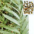 縮砂蜜(縮砂蜜) 縮砂蜜(縮砂蜜)