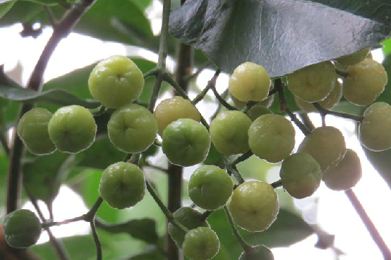山油柑果實 山油柑果實