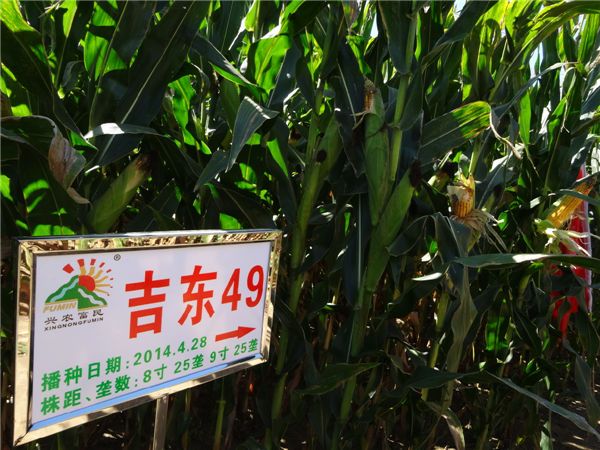 吉東49 吉東49