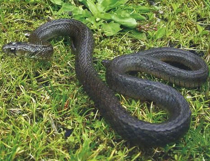 緬甸頸槽蛇
