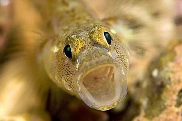 擬蝦虎魚屬 擬蝦虎魚屬