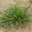 野燈草 野燈草
