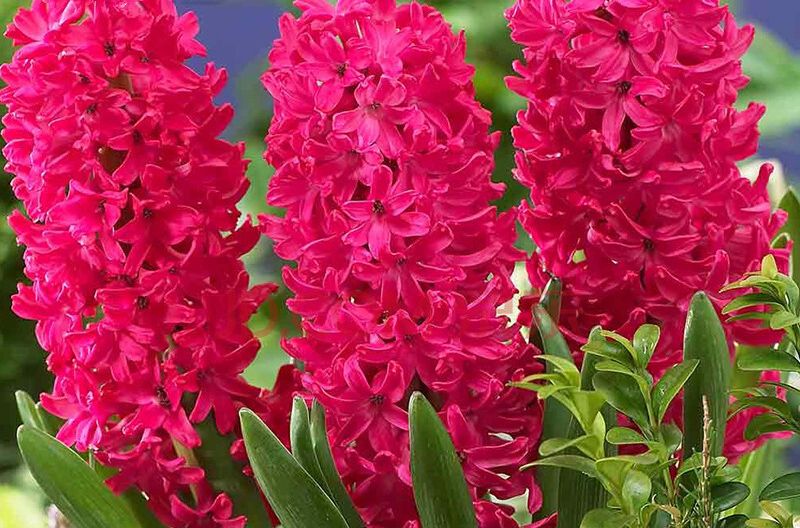 球花豆 球花豆