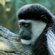 西非黑白疣猴