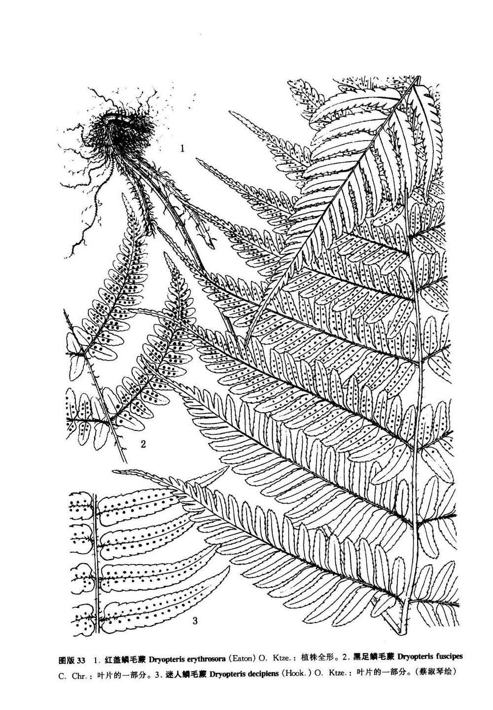 中國植物志原版墨線圖
