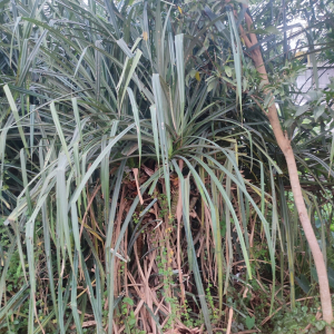 Pandanus mangalorensis
