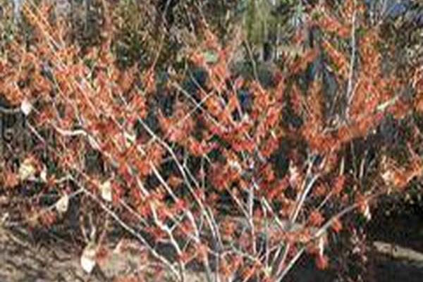 Hamamelis × intermedia \x27Diane\x27 Hamamelis × intermedia \x27Diane\x27