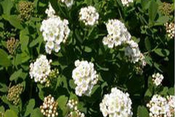 Spiraea betulifolia \x27Tor\x27 Spiraea betulifolia \x27Tor\x27