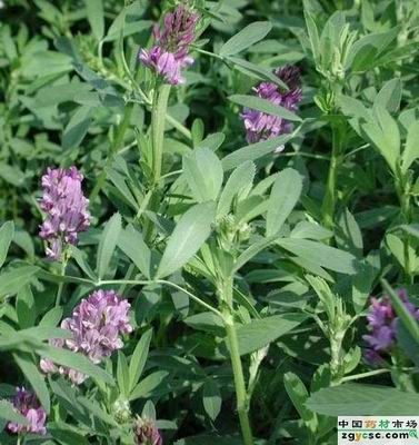 紫花苜蓿鐮刀菌根腐病