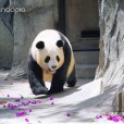 成大 成大