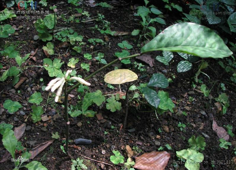 鄂豆10號 鄂豆10號