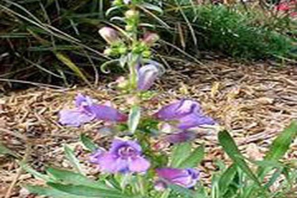 Penstemon heterophyllus \x27Electric Blue\x27 Penstemon heterophyllus \x27Electric Blue\x27