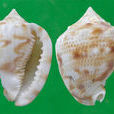 唐冠螺幼貝