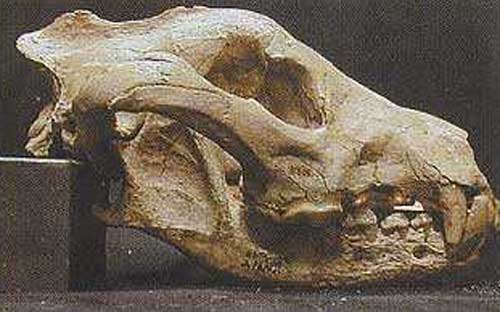 上犬頭骨化石