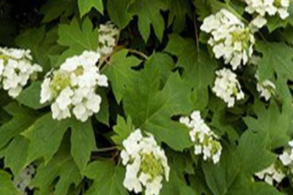 Hydrangea quercifolia Hydrangea quercifolia