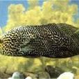花豹石頭魚