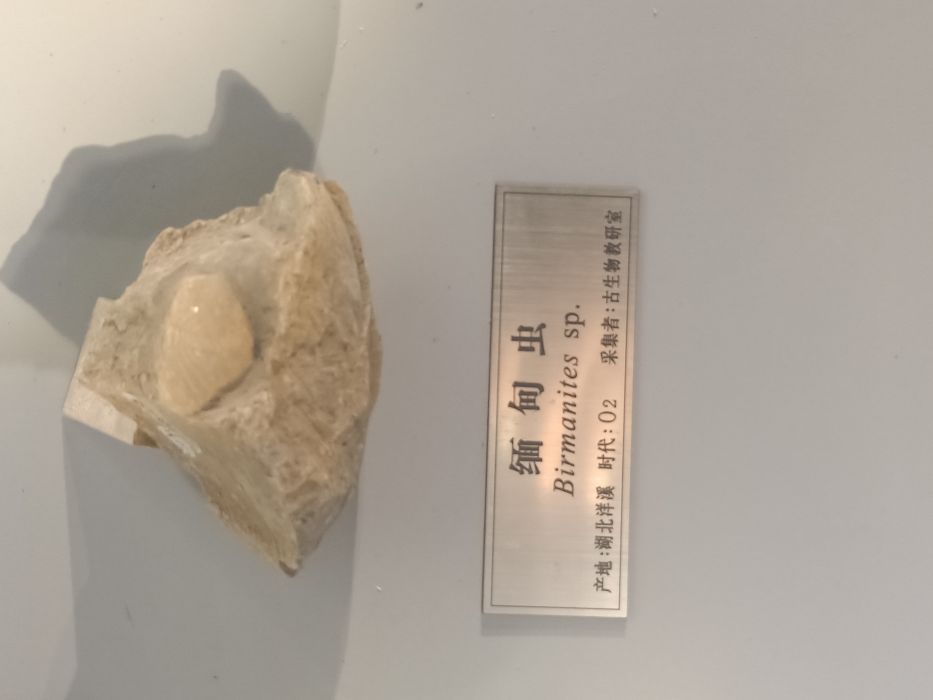 緬甸蟲 緬甸蟲