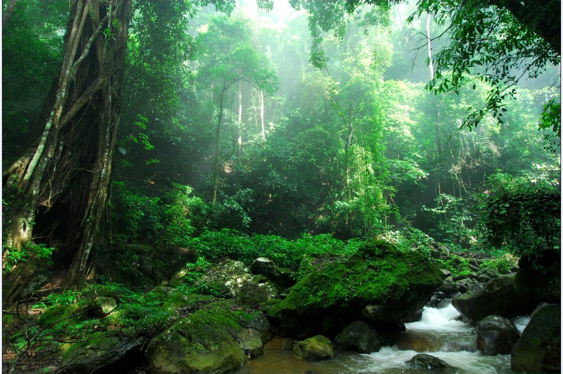勐遠仙境熱帶雨林景一