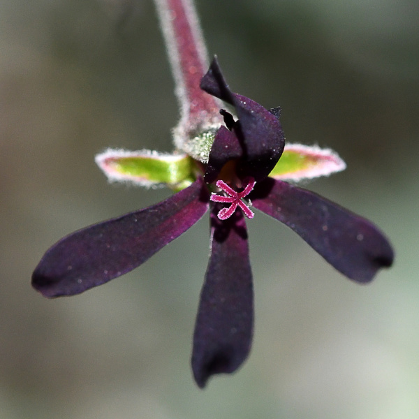 Pelargonium sidoides Pelargonium sidoides