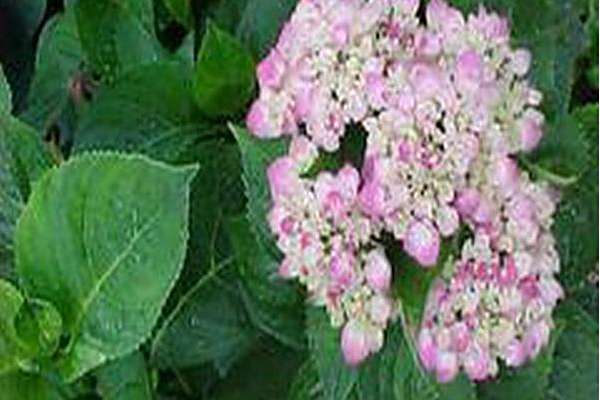 Hydrangea macrophylla \x27Enziandom\x27