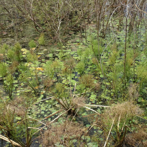 Albidella nymphaeifolia