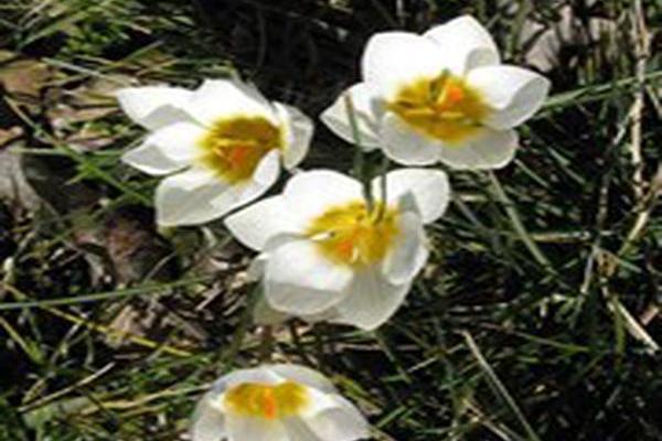 Crocus chrysanthus \x27Snowbunting\x27 Crocus chrysanthus \x27Snowbunting\x27