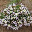 矮高原芥 矮高原芥