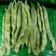 芸豆(一種豆類蔬菜) 芸豆(一種豆類蔬菜)