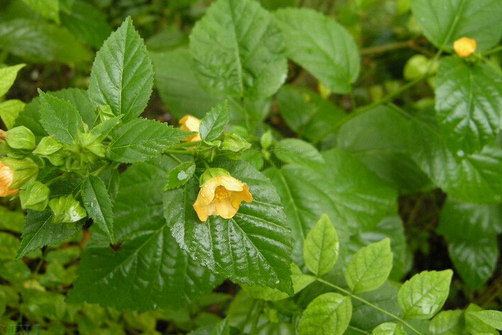 黃花稔 黃花稔