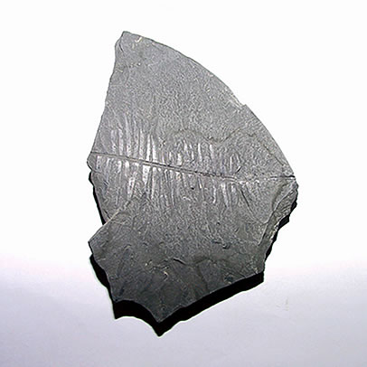 蕉羽葉化石