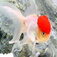 鶴頂紅金魚 鶴頂紅金魚