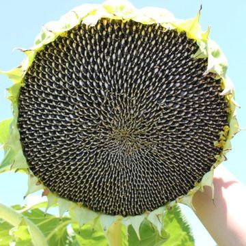 科陽3號 科陽3號