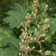 通花根 通花根